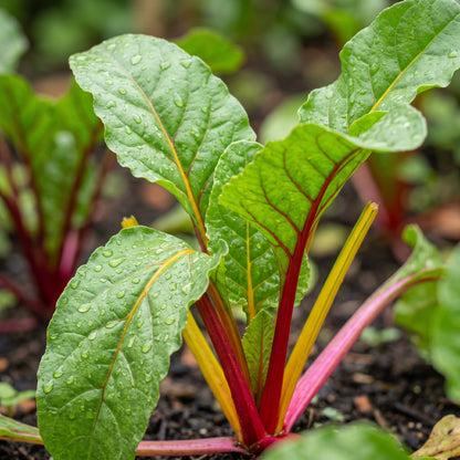 Rainbow Beet Seeds – Mixed Color Beetroot Vegetable Seeds