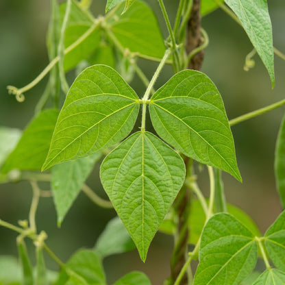 Bean Climbing Rattlesnake Seeds for Home Garden