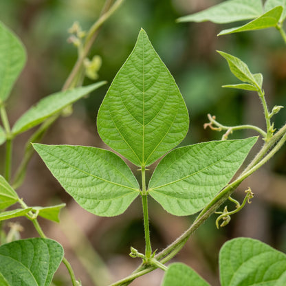 Rattlesnake Snap Bean Vegetable Seeds