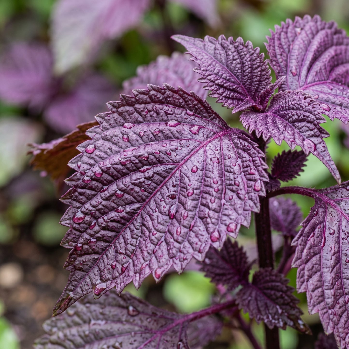 Red Shiso Seeds (Perilla frutescens) – Purple Shiso Herb Seeds