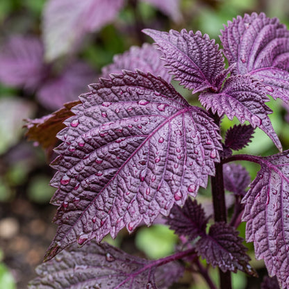Red Shiso Seeds (Perilla frutescens) – Purple Shiso Herb Seeds
