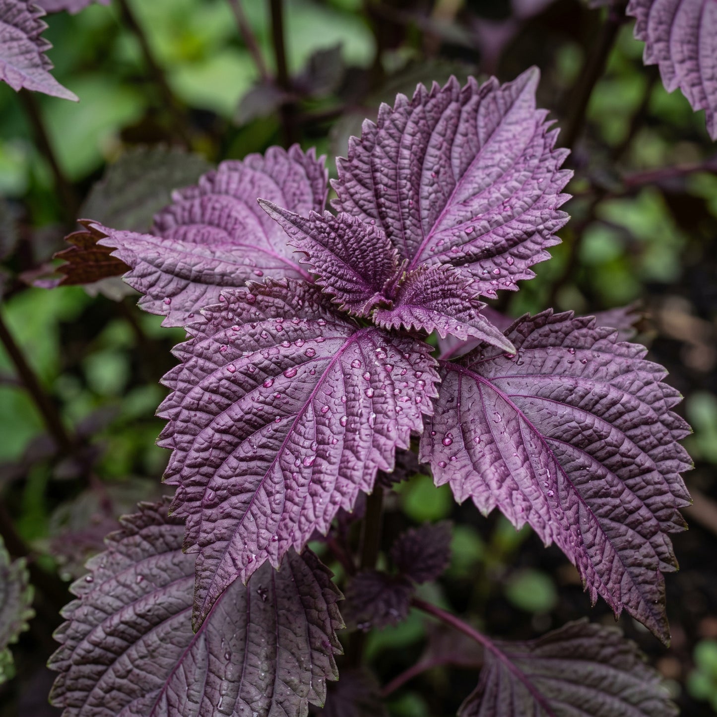 Red Shiso Seeds (Perilla frutescens) – Purple Shiso Herb Seeds