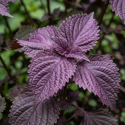 Red Shiso Seeds (Perilla frutescens) – Purple Shiso Herb Seeds