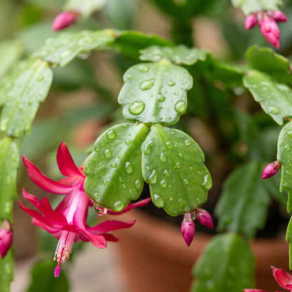 Red Christmas Cactus – Schlumbergera Indoor Flower Plant