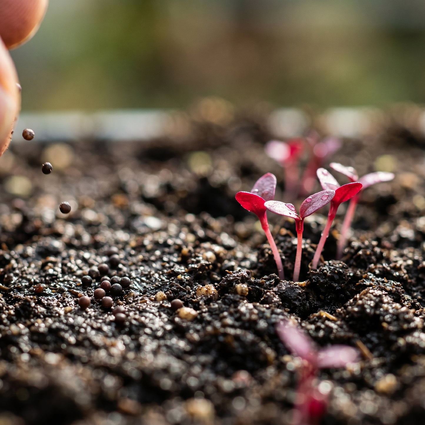 Red Amaranth Seeds – Leafy Green Plant