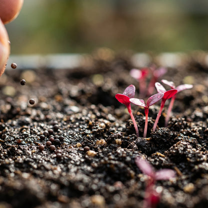 Red Amaranth Seeds – Leafy Green Plant