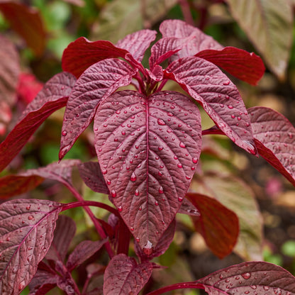 Red Amaranth Seeds – Leafy Green Plant