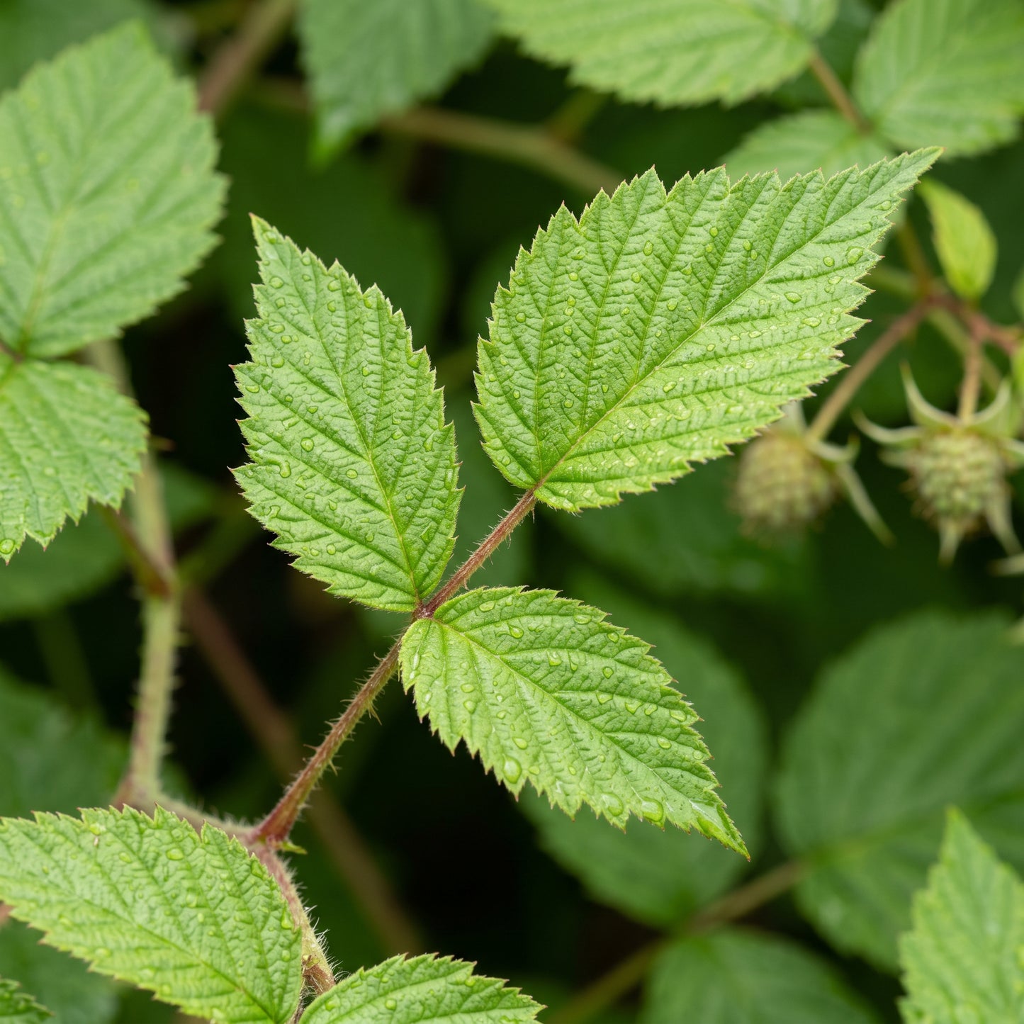 Red Raspberry Seeds – Sweet Fruit Plant