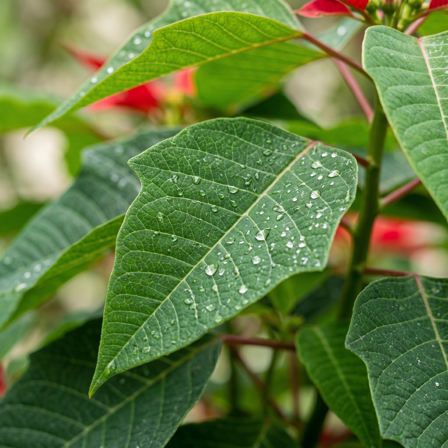 Red Poinsettia Plant Seeds for Indoor Growing