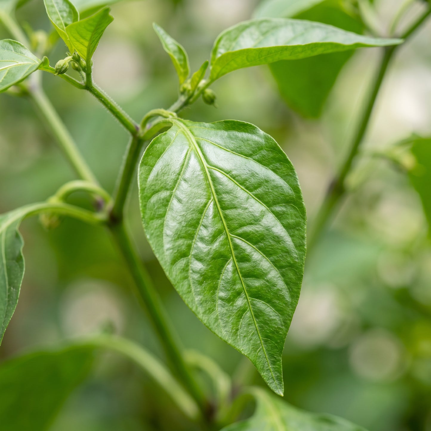 Red Cherry Sweet Pepper Seeds – Sweet Pepper Seeds for Home Garden