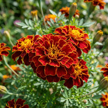 Red Golden Tips Marigold Seeds For Planting