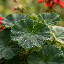 Red and White Geranium Flower Seeds - Garden Flower Variety