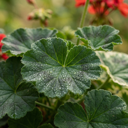 Red and White Geranium Flower Seeds - Garden Flower Variety