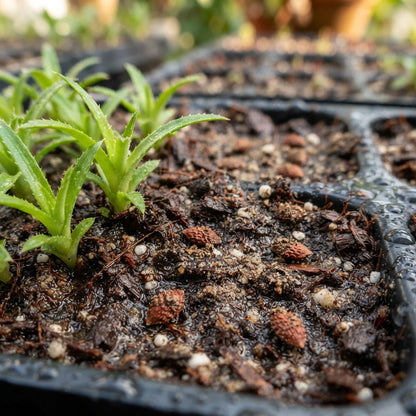 Red Spanish Pineapple Seeds for Planting