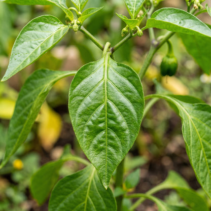 Sweet Pepper F1 Ringo Seeds for Planting