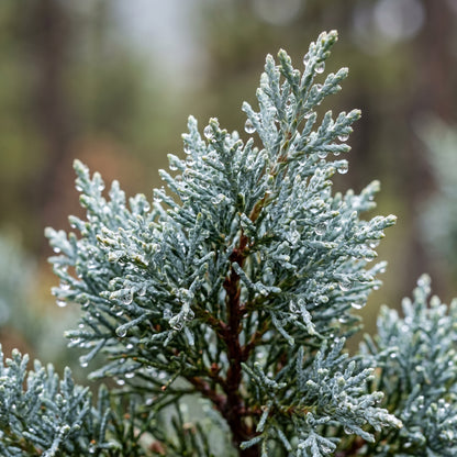 Rocky Mountain Juniper Seeds (Juniperus scopulorum) – Crimson Juniper Tree Seeds