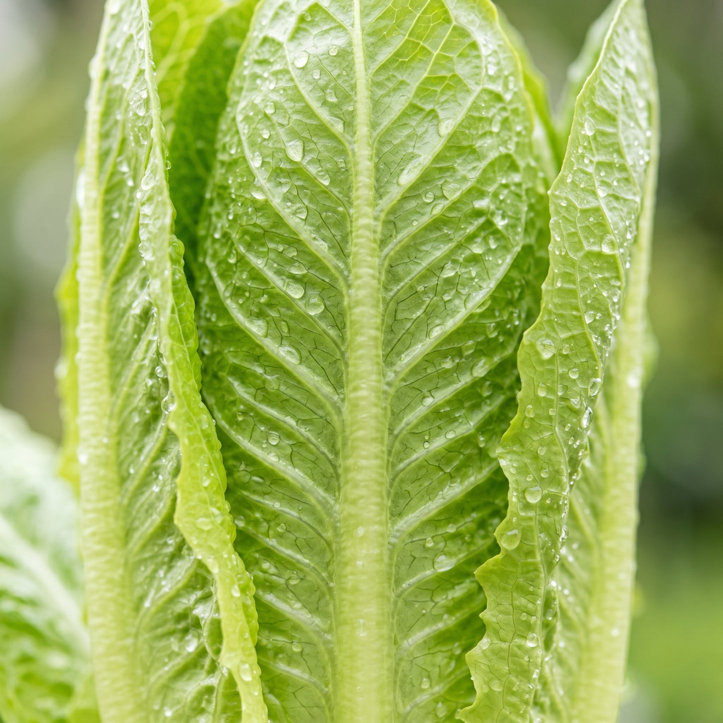 Romaine Lettuce Seeds for Home Gardens