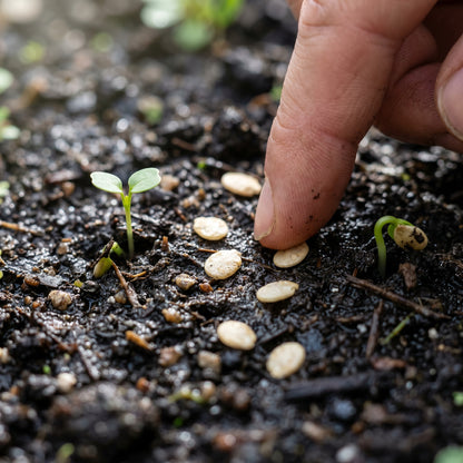 Round Purple Eggplant Seeds – Eggplant Seeds for Home Garden