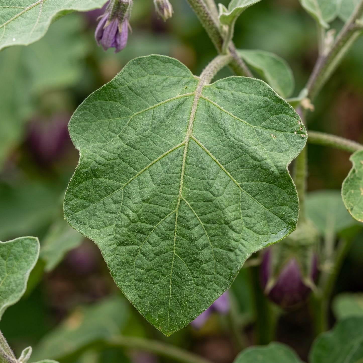 Round Purple Eggplant Seeds – Eggplant Seeds for Home Garden