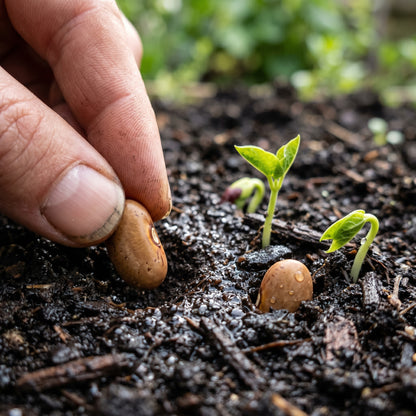 Royal Burgundy Seeds for Home Garden