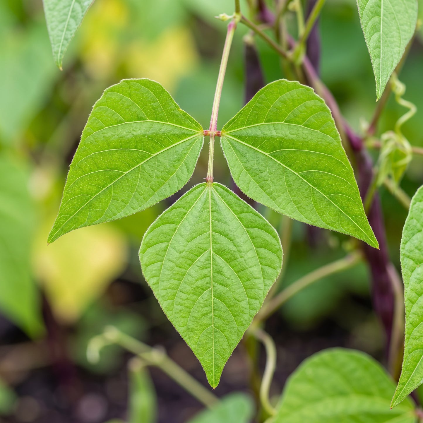 Royalty Purple Pod Bean Seeds for Home Garden