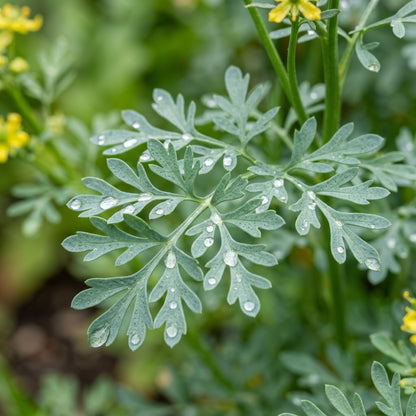 Rue Seeds (Ruta graveolens) – Heirloom Rue Herb Seeds