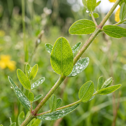 Saint John’s Wort Seeds – Hypericum Herb Plant