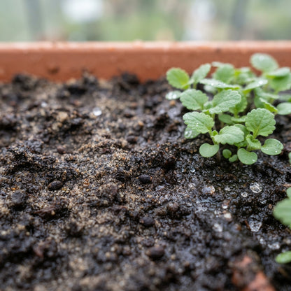 Salvia Verbenaca Flower Seeds - Salvia Flower Seeds for Garden