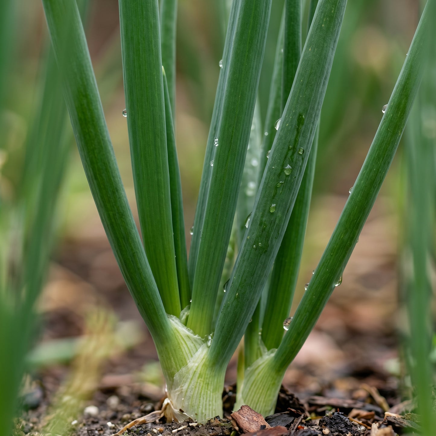 Scallion Seeds (Allium fistulosum) – Bunching Onion Scallion Seeds