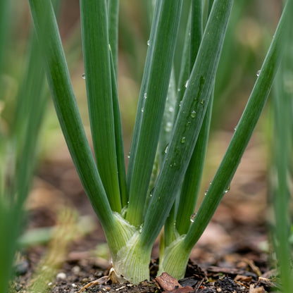 Scallion Seeds (Allium fistulosum) – Bunching Onion Scallion Seeds