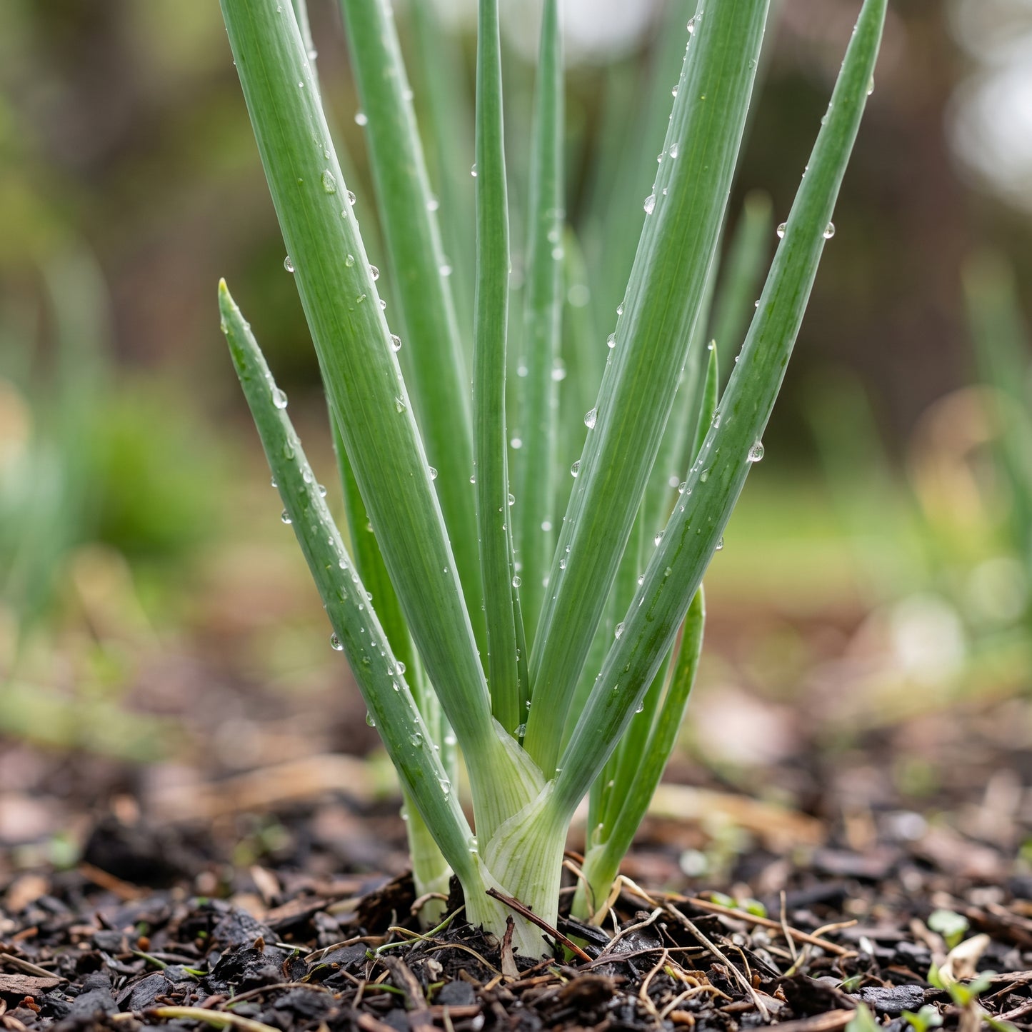 Scallion Seeds (Allium fistulosum) – Bunching Onion Scallion Seeds
