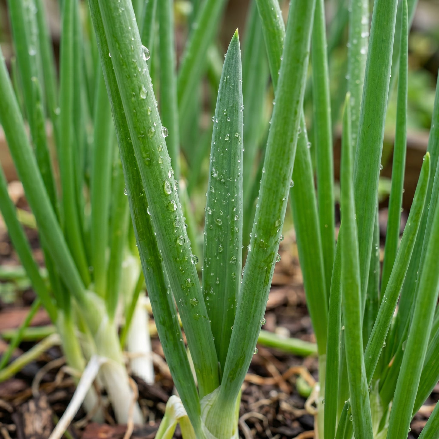 Scallion Seeds (Allium fistulosum) – Bunching Onion Scallion Seeds