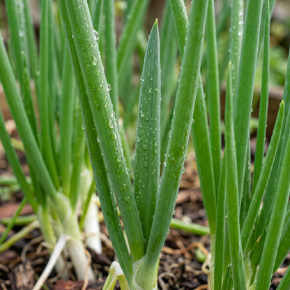 Scallion Seeds (Allium fistulosum) – Bunching Onion Scallion Seeds