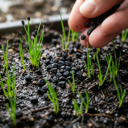 Scallion Seeds (Allium fistulosum) – Bunching Onion Scallion Seeds