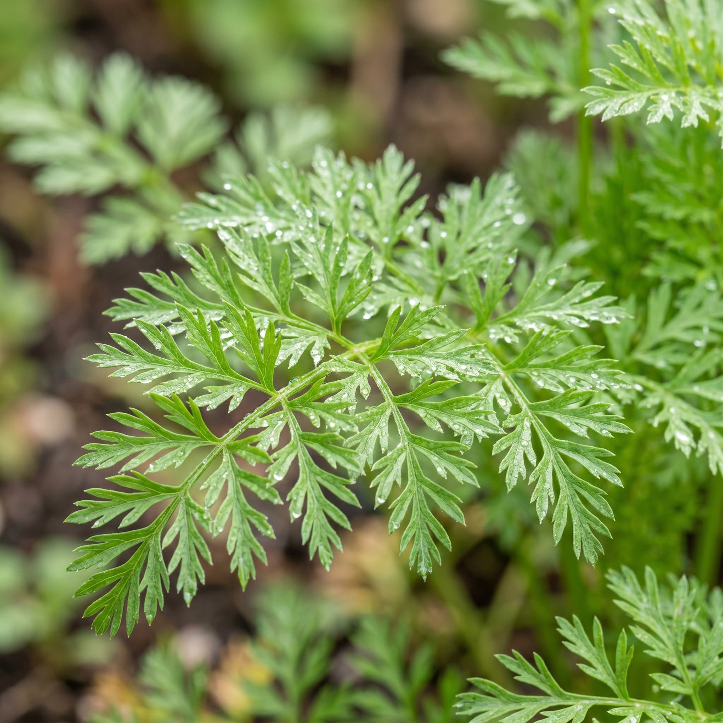 Scarlet Nantes Carrot Seeds for Gardens