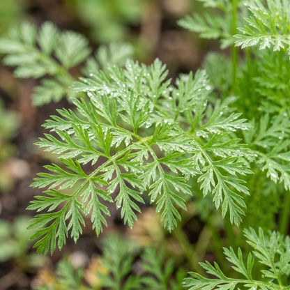 Scarlet Nantes Carrot Seeds for Gardens