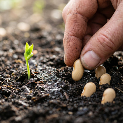 Bean Scorpio Seeds for Home Garden