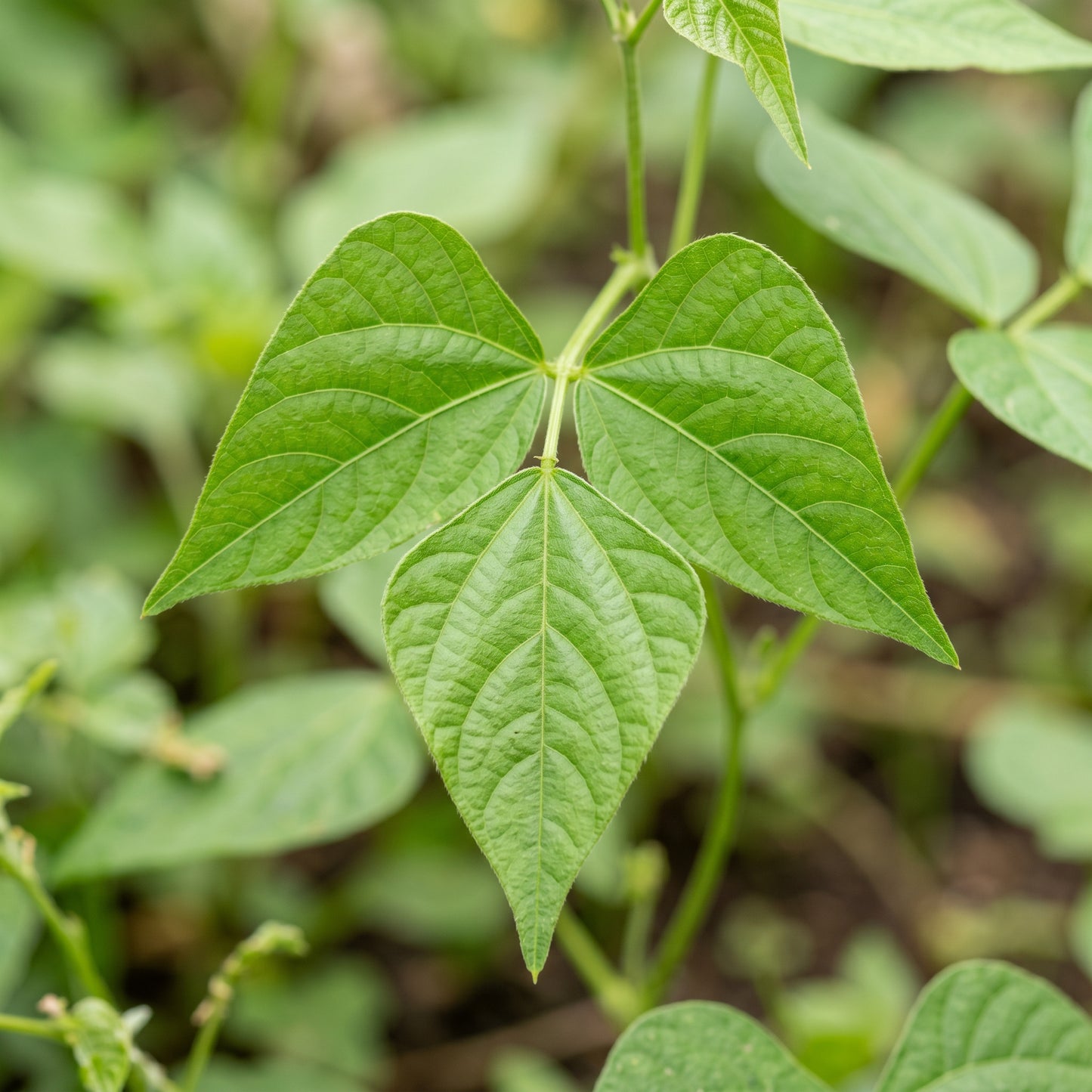 Bean Scorpio Seeds for Home Garden