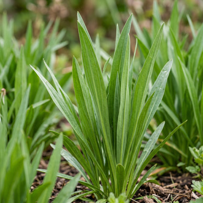 Scorzonera Maxima Vegetable Seeds for Planting
