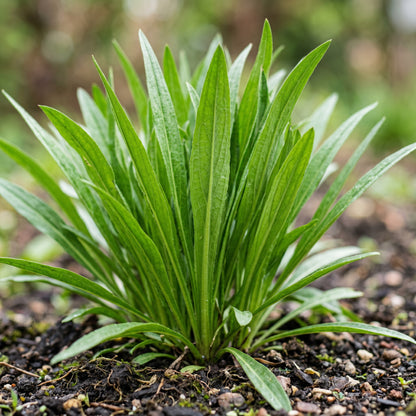 Scorzonera Long Black Maxima Vegetable Seeds for Planting