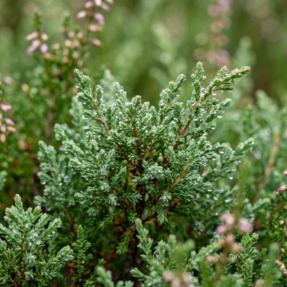 Scotch Heather Seeds (Calluna vulgaris) – Purple Pink Heather Shrub Seeds
