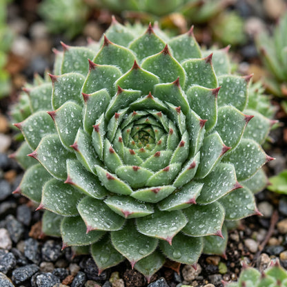 Sempervivum Tectorum Seeds – Hens and Chickens Plant