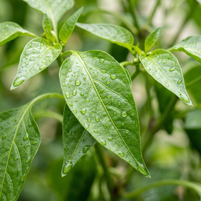 Serrano Chili Pepper Seeds – Garden Pepper Plant
