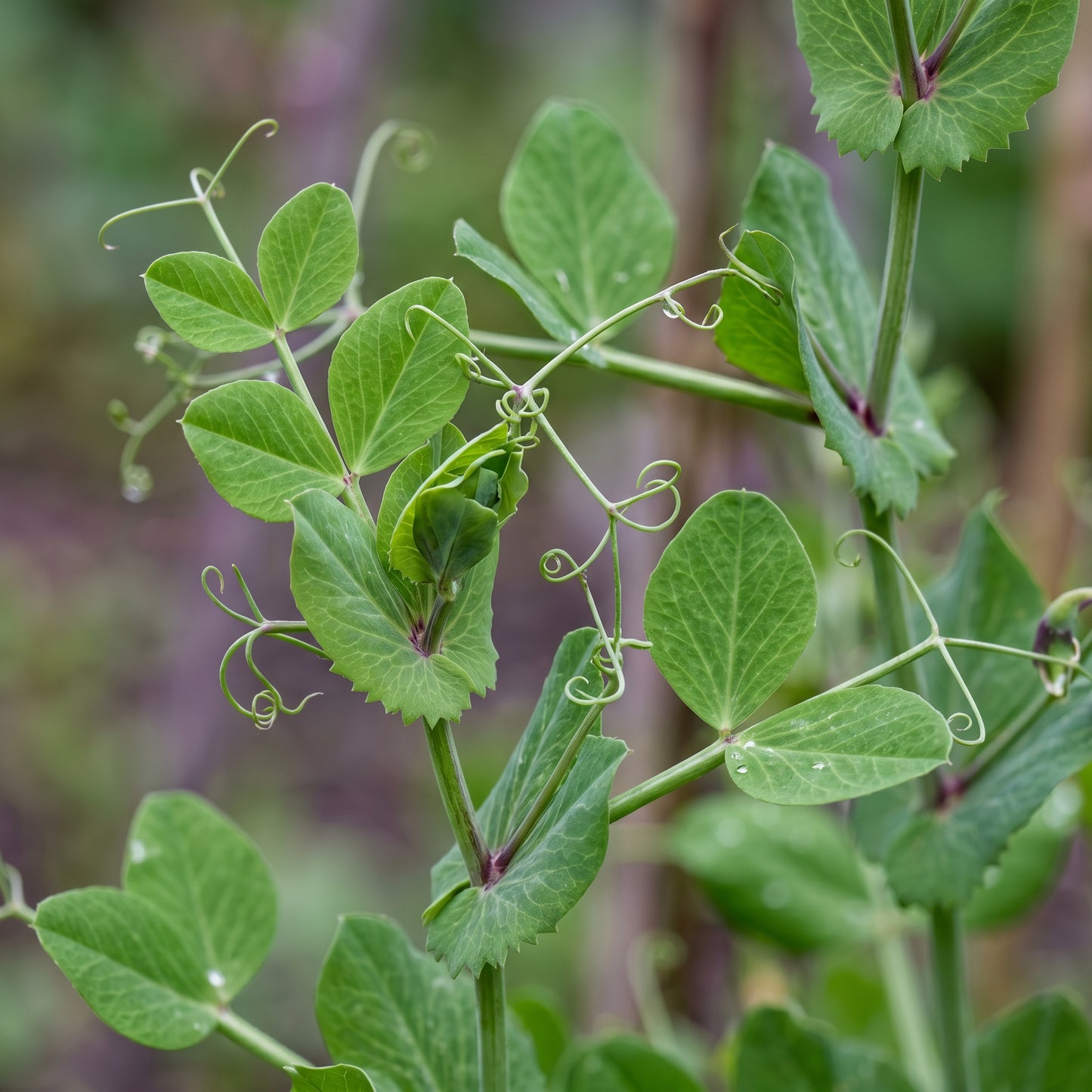 Mange Tout Pea Shiraz Heirloom Purple Snap Pea Seeds