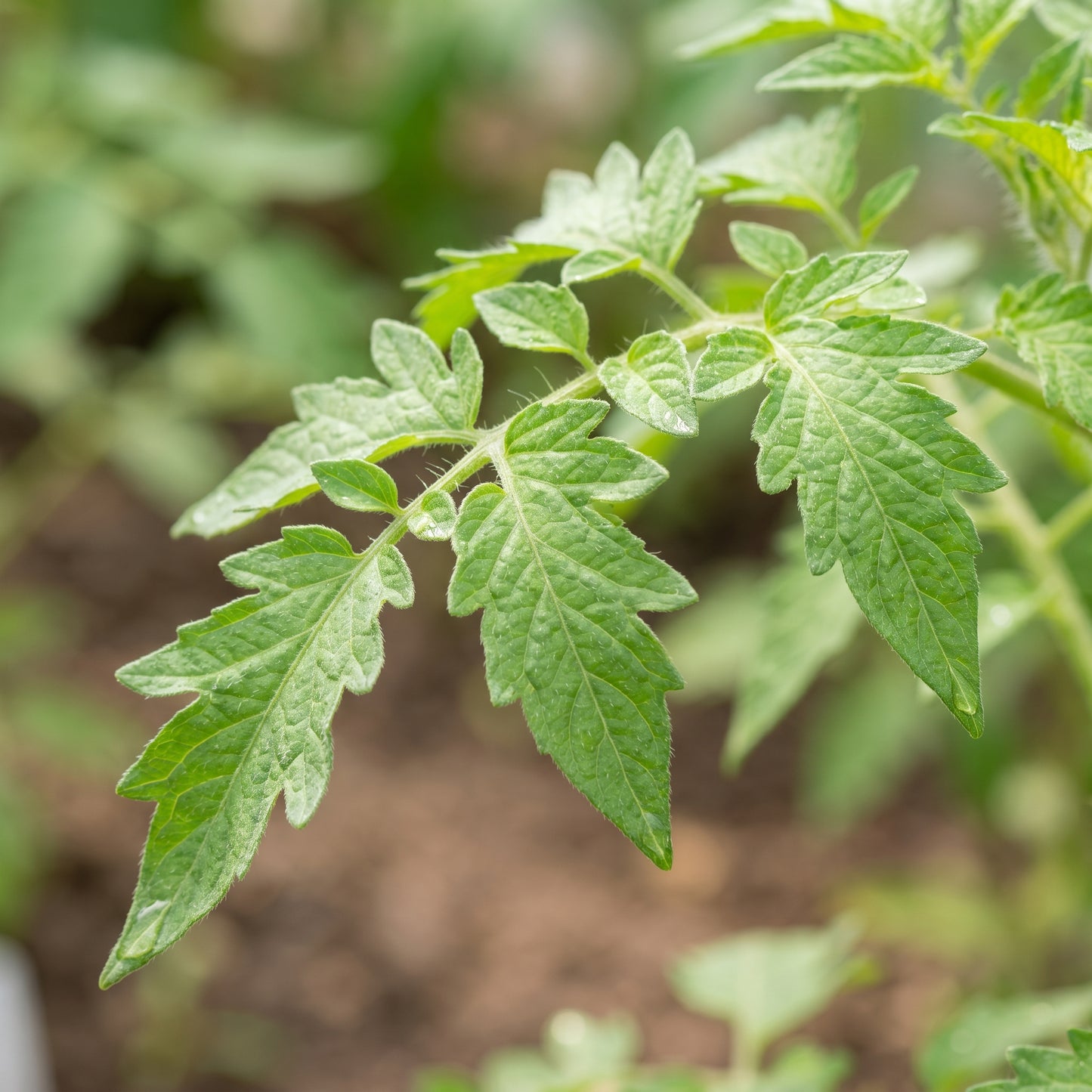 Shirley Tomato Seeds – Tomato Seeds for Home Garden