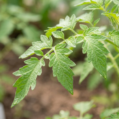 Shirley Tomato Seeds – Tomato Seeds for Home Garden