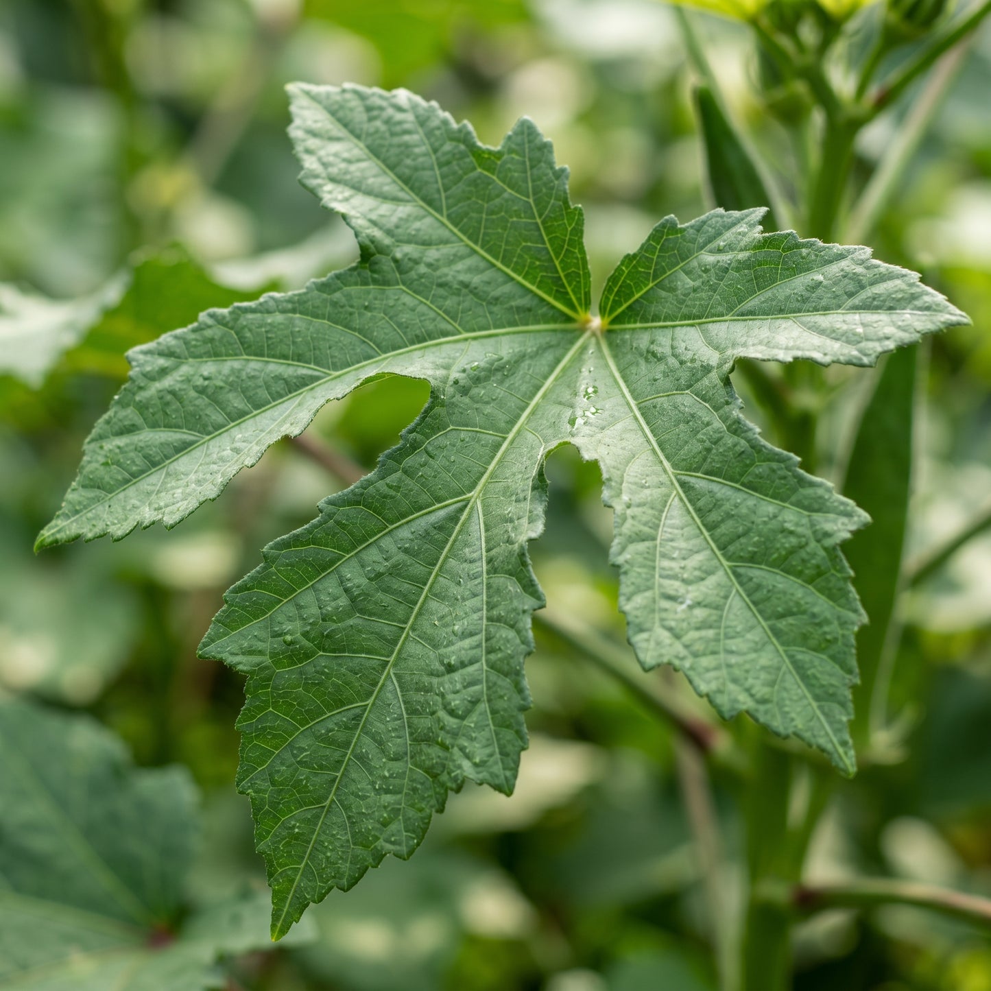 Simpson Okra Seeds – Premium Okra Seeds for Home Garden