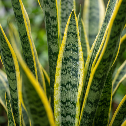 Snake Plant Seeds for Indoor Gardens