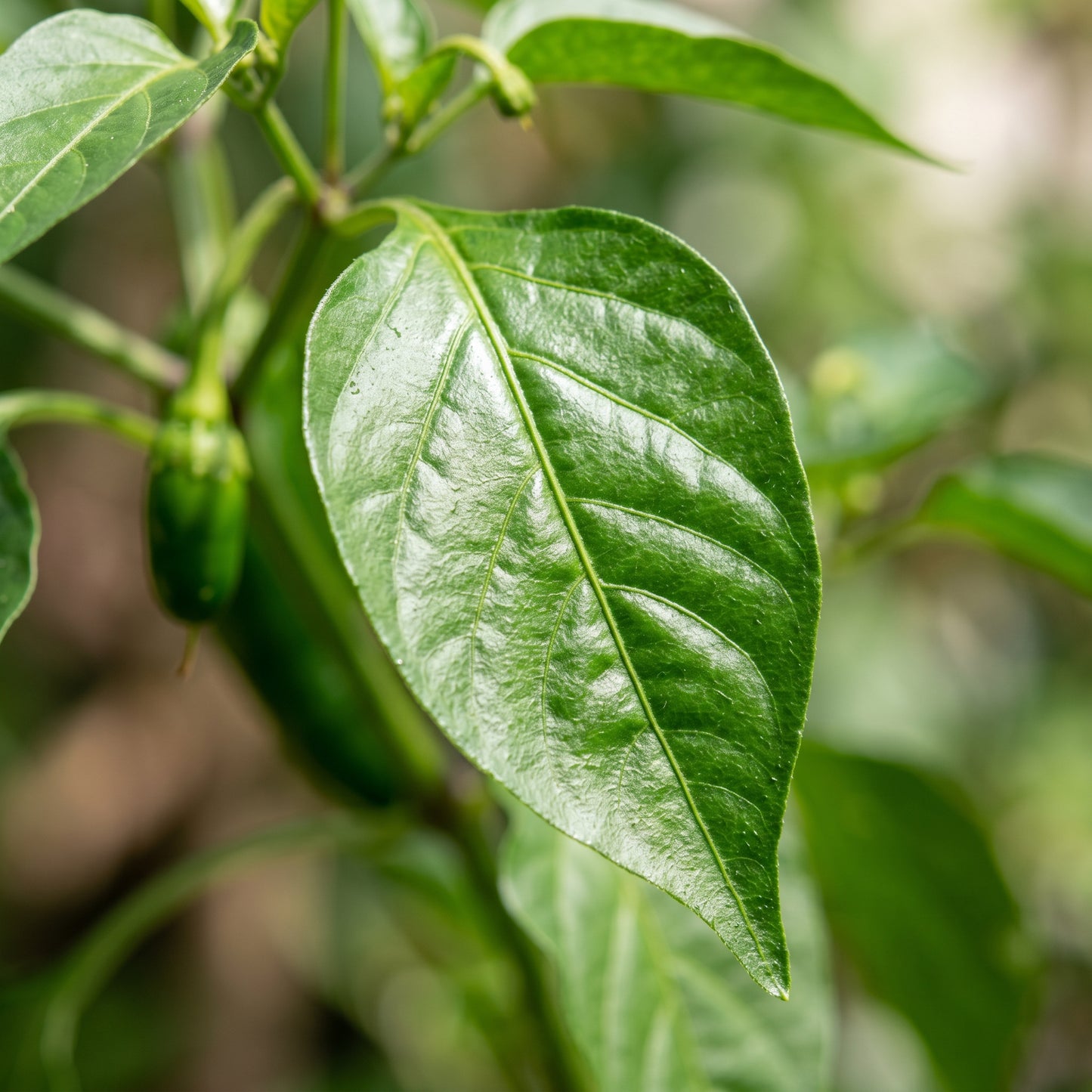 Chilli Somborius Seeds – Chilli Seeds for Home Garden