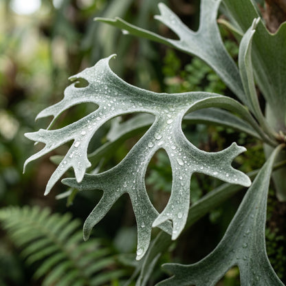 Platycerium Fern Spores – Staghorn Fern Planting Material